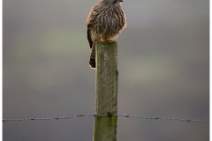 Always loved birds and especially birds of prey, so I'm fortunate to see Kestrels and Buzzards regularly up Carn Marth