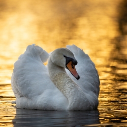 Swan on lake in morning sun